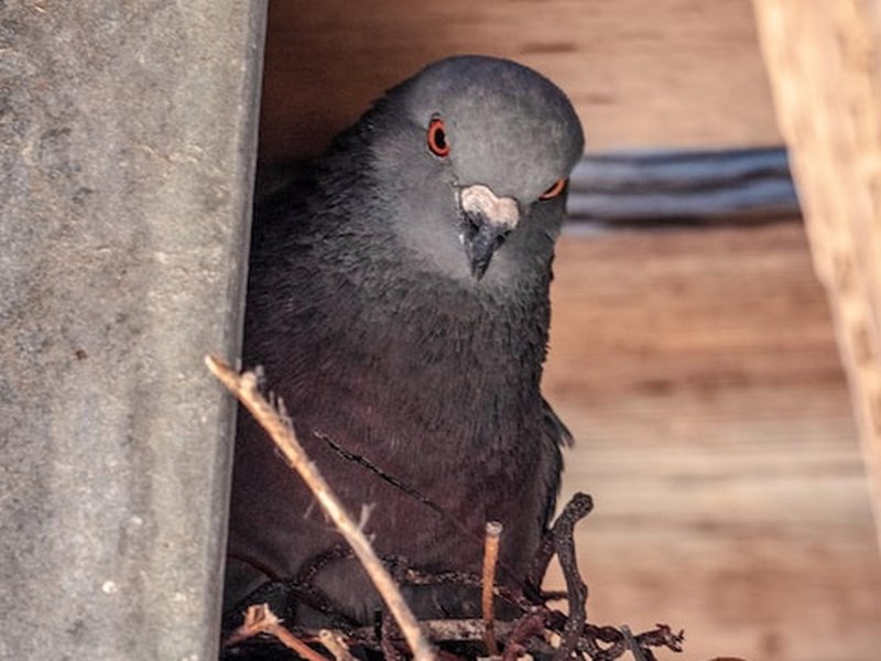Welke vogel heeft er een nestje op jouw huis gebouwd?